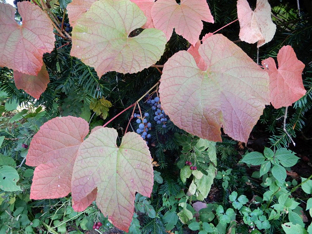 Amuuri viinapuu värvunud lehtedega ja marjadega