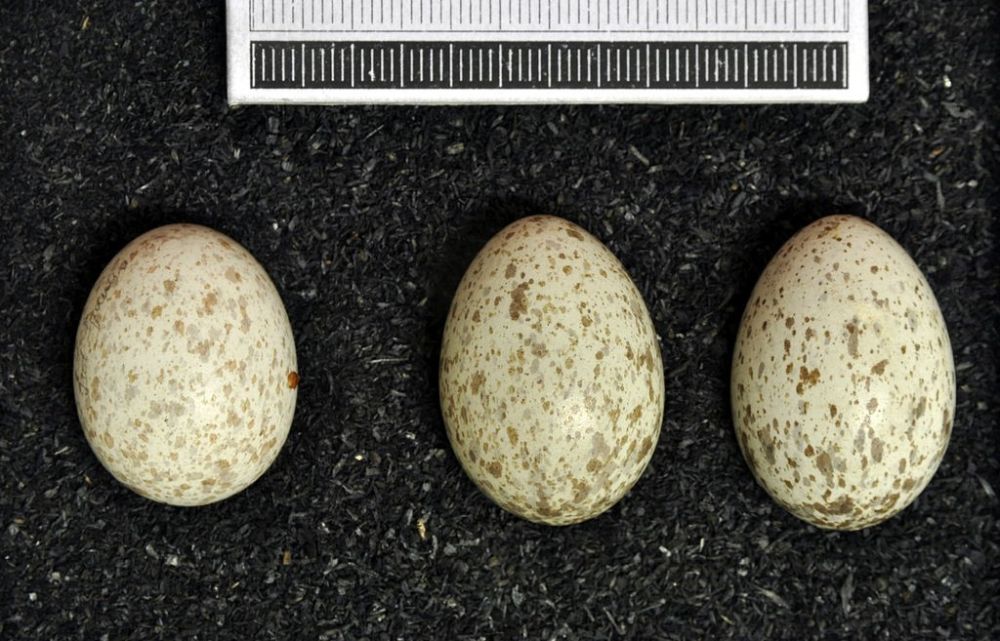 Harakkäo muna (vasakul) on väga sarnane haraka munadele.