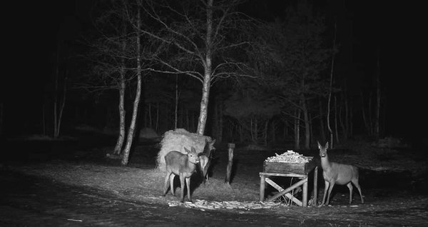 Teistest loomaliikidest tihedamini kohtab siin silo nosimas metskitsi, nemad on kohal päevasel ajal, kui hirved kuskil lähedal metsatukas põõnavad. 