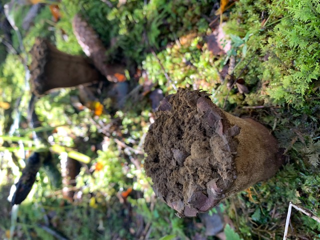 Vanemate seente e ämmatossude sisu muutub rohekaskollaselt pulberjaks, tugev seenejalg pruunikaks, mis võib püsida kevadeni.