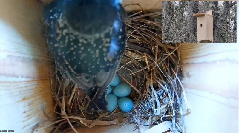 Viienda muna munes emaslind veidi enne kella üheksat