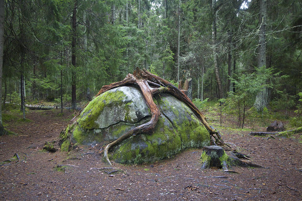 Suure kivi otsas kasvanud Tädu kuuse jäänused 2017. aastal