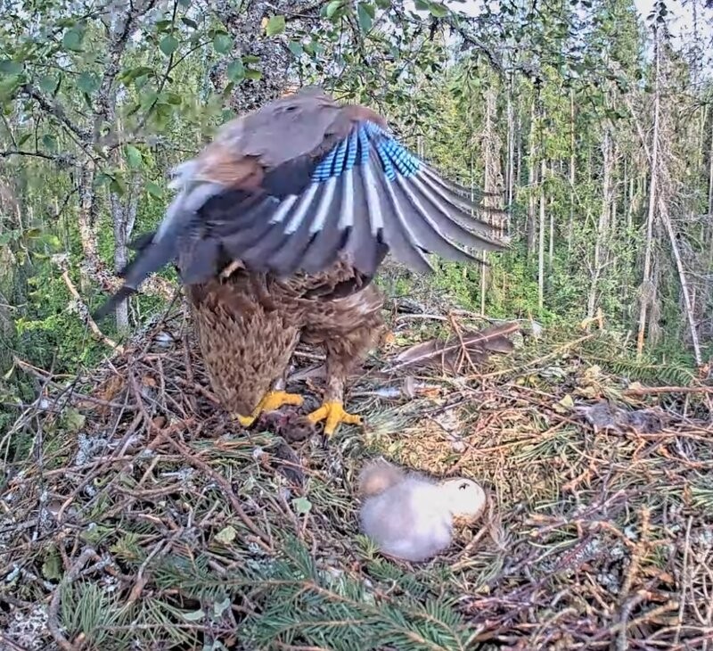 Pasknäär ründab väike-konnakotka emaslind Heljut