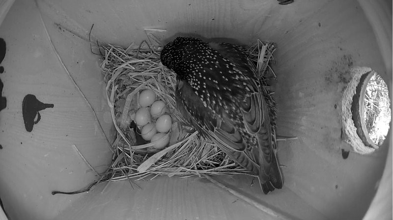 Ka Saaremaa kuldnoka emaslind munes kuuenda muna