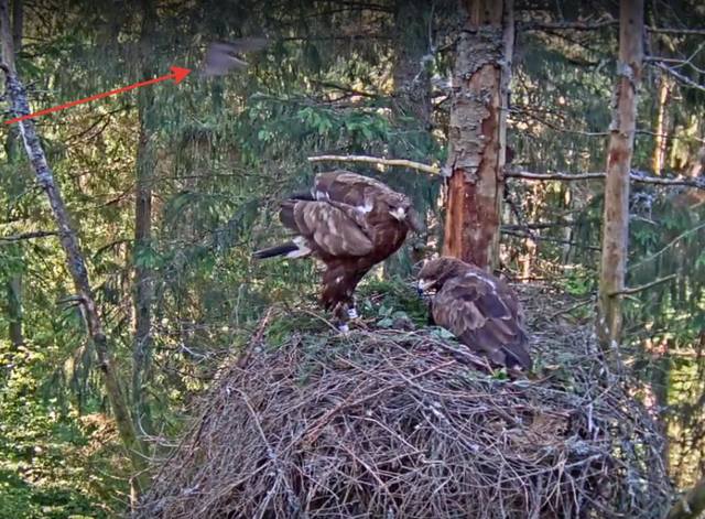 Isaslind Tõnn vasakul on toonud perele hommikusöögi. Noolega tähistatud uudistaja on pasknäär