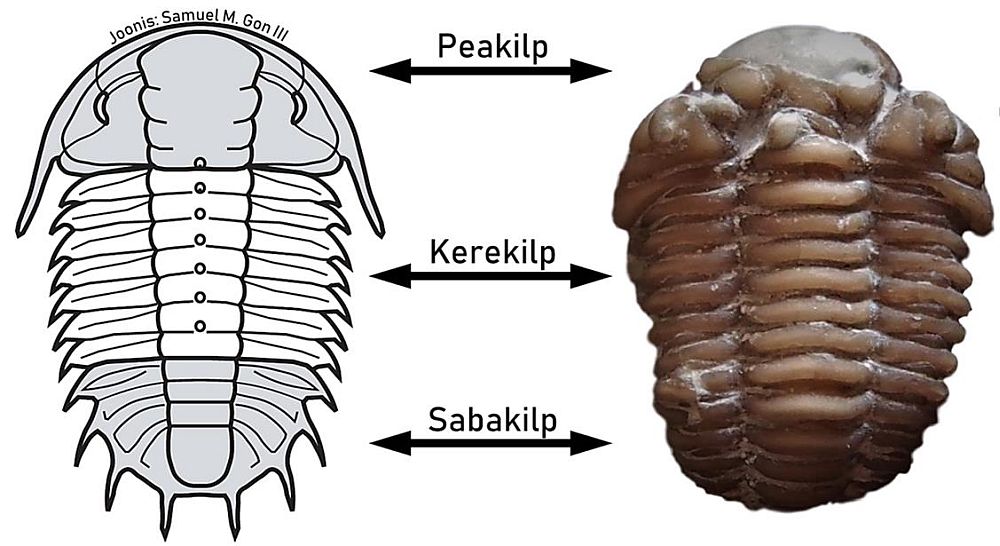 Trilobiidi kehaehitus