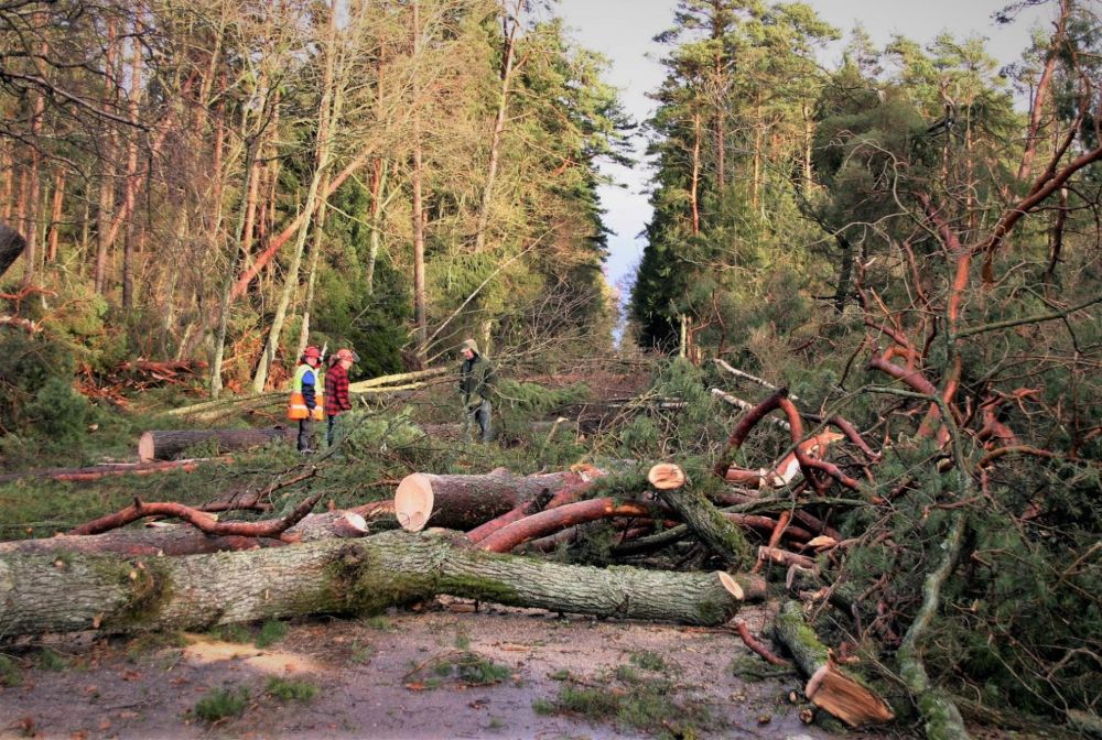 Rootsi metsades ulatus Gudruni majanduslik kahju 20 miljardi euroni