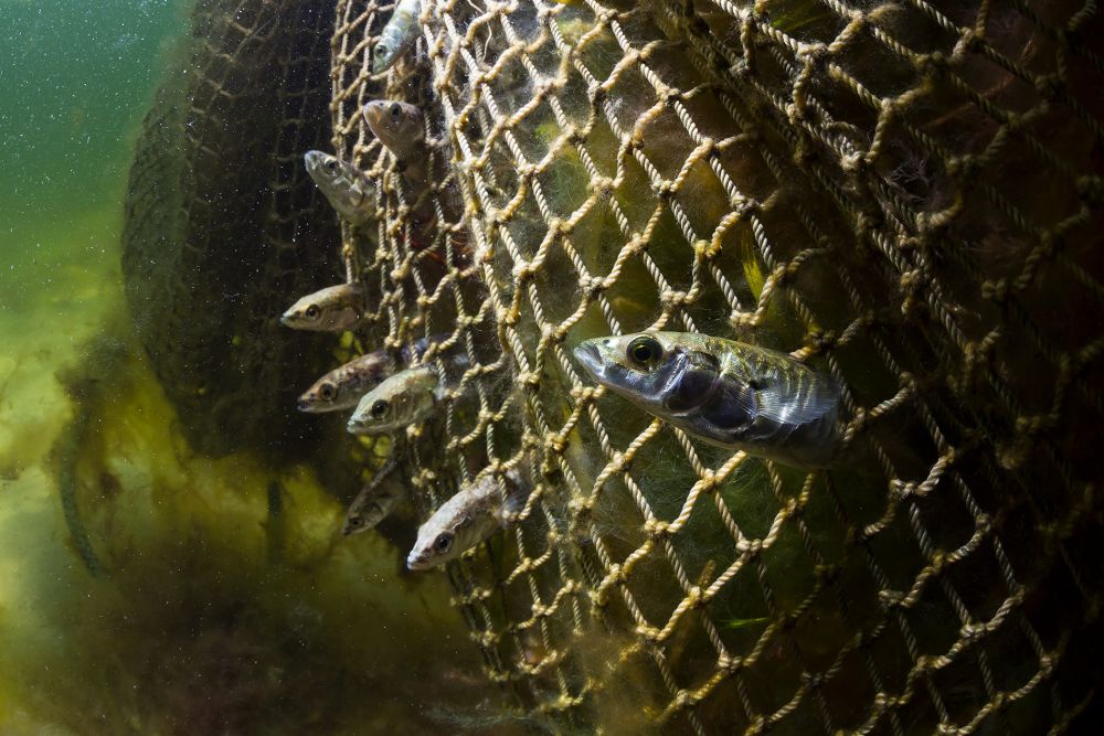 Kalakasvatustel saaks toota söödajahu, kuid ogalike traalimisel kaasneb tihedasilmaliste püünistega liialt suur kaaspüük teiste kalade näol.