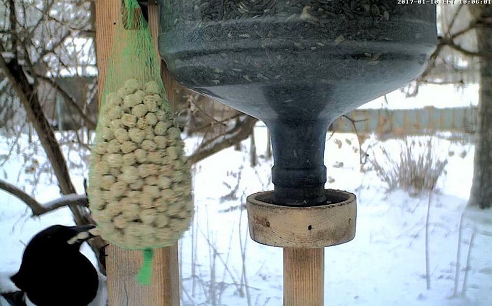  Pildil olev isaslind lõhub võrgu täies teadmises, et suuremaid suutäisi saada ning tüütu nokitsemine lõpetada…