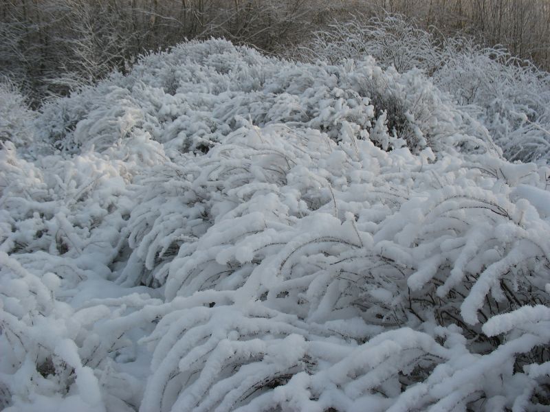 Õhuline lumi hundipaju põõsastel