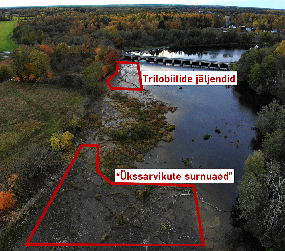 Võrreldes aga ülejäänud paikadega, kus ma siiamaani fossiile Eestis otsinud olen, on Jägala jõe äärsel alal üks isepärane omadus - nimelt on seal paljud trilobiidid oma jäljendi paekivisse jätnud! Loomad ise on tõenäoliselt jõevooluga juba minema ujunud aga nende püherdamise jäljed on vägagi selgelt seal veel näha.