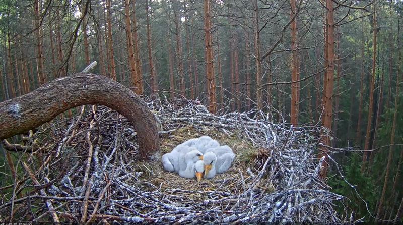 Kodus saab omapäi hakkama küll - kurepojad kahe nädalased