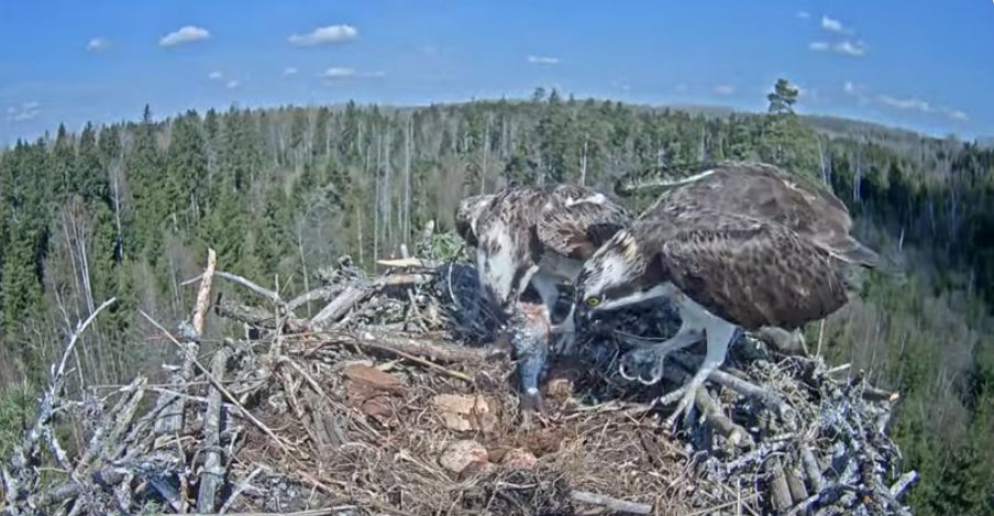 Osprey camera 2