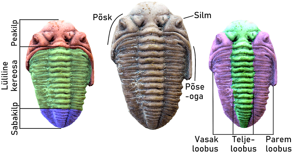 Trilobiidi anatoomia Osmussaare Chasmops Odini liigi näitel. 