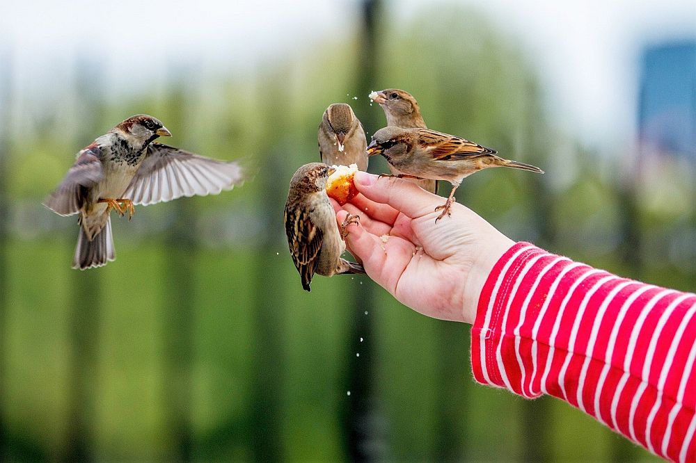 Vahetu kontakt lindudega suurendab oluliselt linlaste üldist heaolutunnet, kuid lindudele peaks pakkuma looduslähedast toitu, mitte saia. 