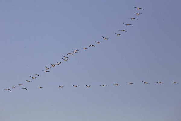 Sassi poolsaar on üks läbirände sõlmpunkte