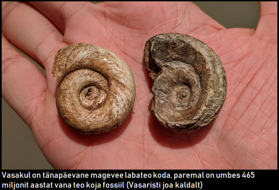 juba üle 460 miljoni aasta vanused Ordoviitsiumi ajastu teod on tänapäevaste tigudega äravahetamiseni sarnased: