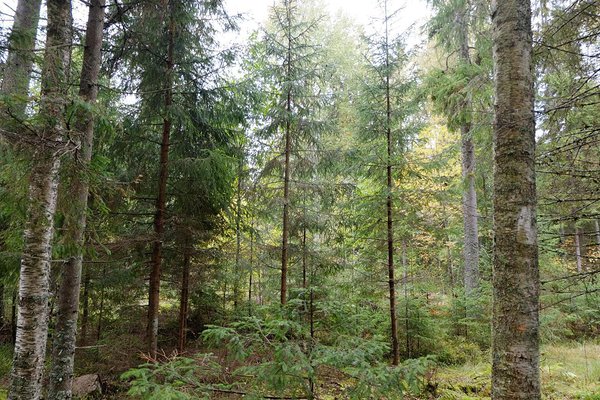 Ziedonis on metsa rajanud väikesed häile, kus ta pidevalt jälgib metsauuenduse teket ning lähtuvalt selle olukorrast plaanib uusi raieid.