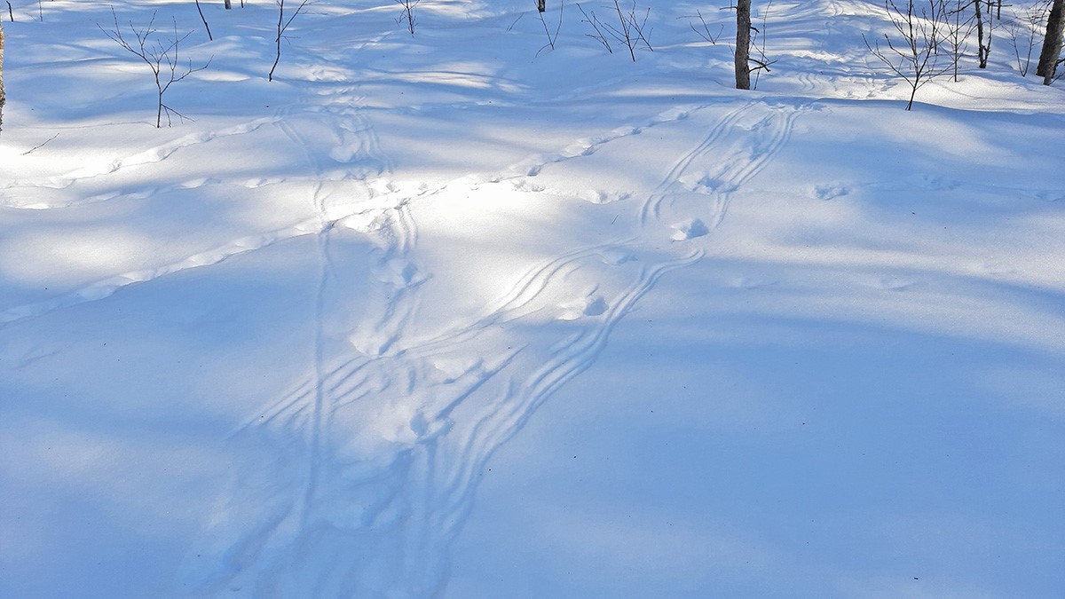 Metsiste jäljerajad, tiibadega on kuked tõmmanud ka kriipse lumele.See koht paistab ka kaamerast