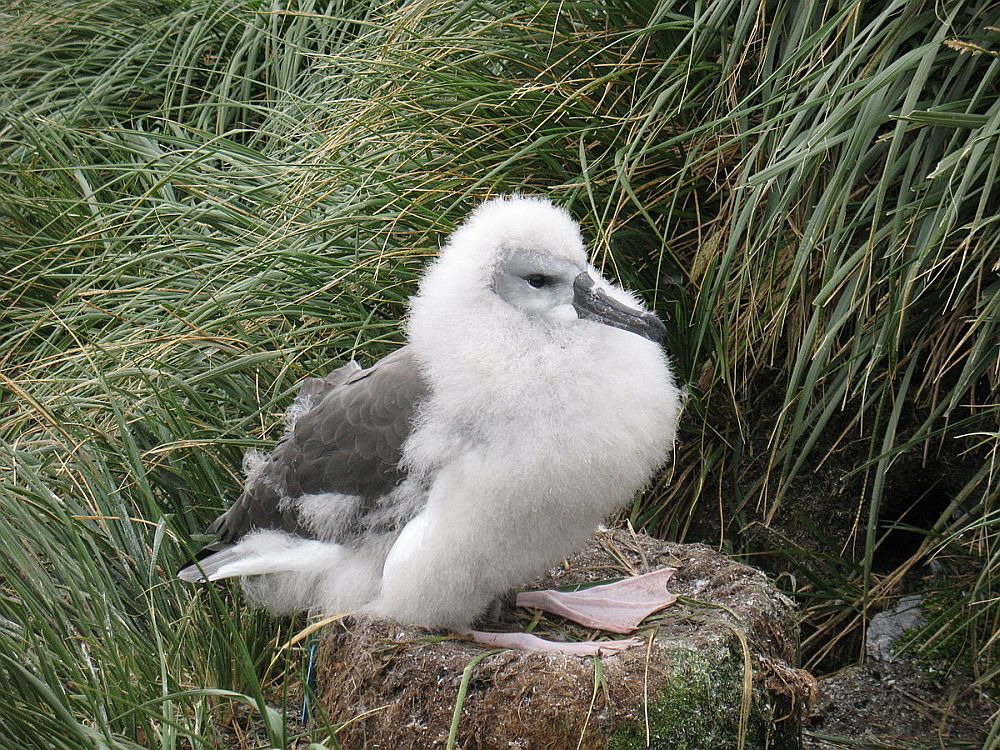 Hallpea-albatrossi poeg