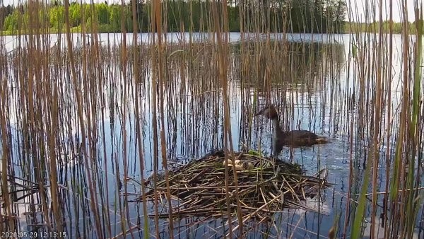 Tuttpüttide esimene koorunud poeg pildis