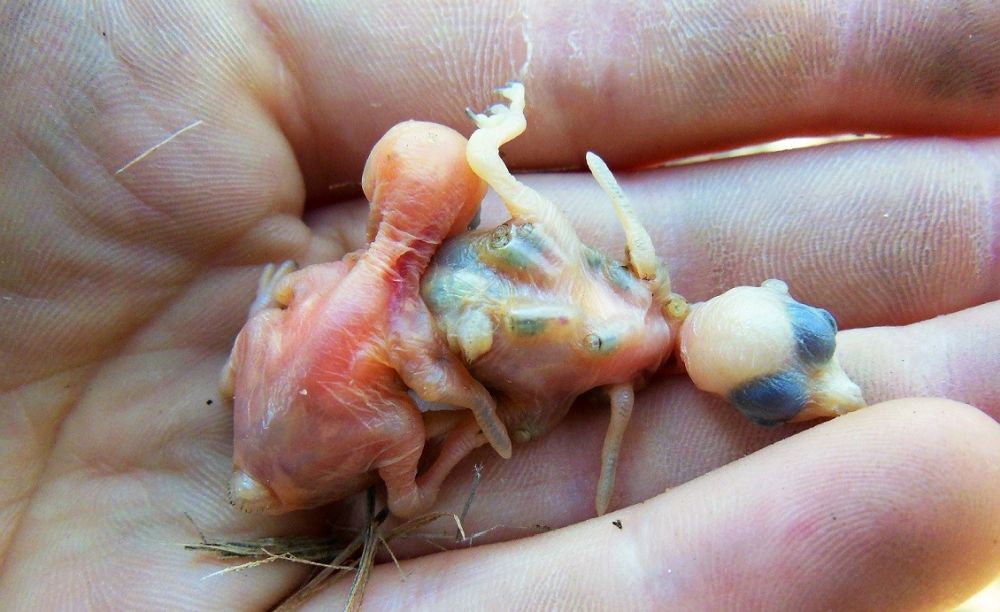 Parasiidiga nakatunud rohe-teemantlinnu poeg on kahvatum, kuna naha alla pugenud vaglad toituvad tema verest