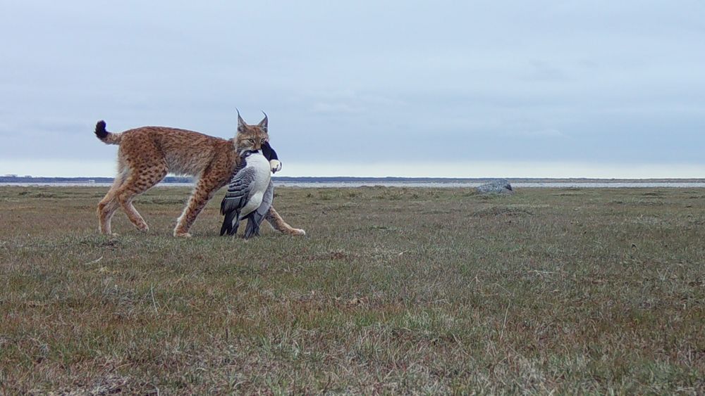Ilves saagiga