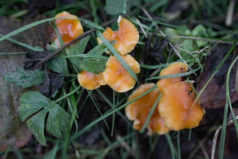 Piltidel olevad seened kasvasid suisa maapinnal. Rohu ja kõdu all lebaval vanal pajuoksal