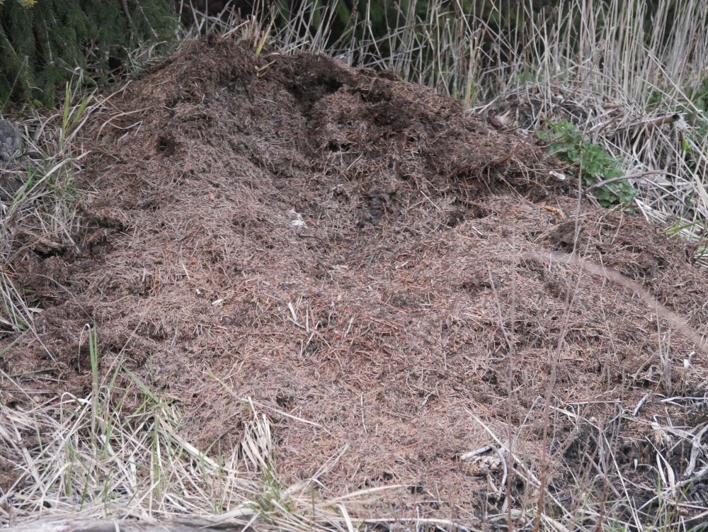 Rabades otsitakse möödunud aasta jõhvikaid ja leitud sipelgapesad rüüstatakse…