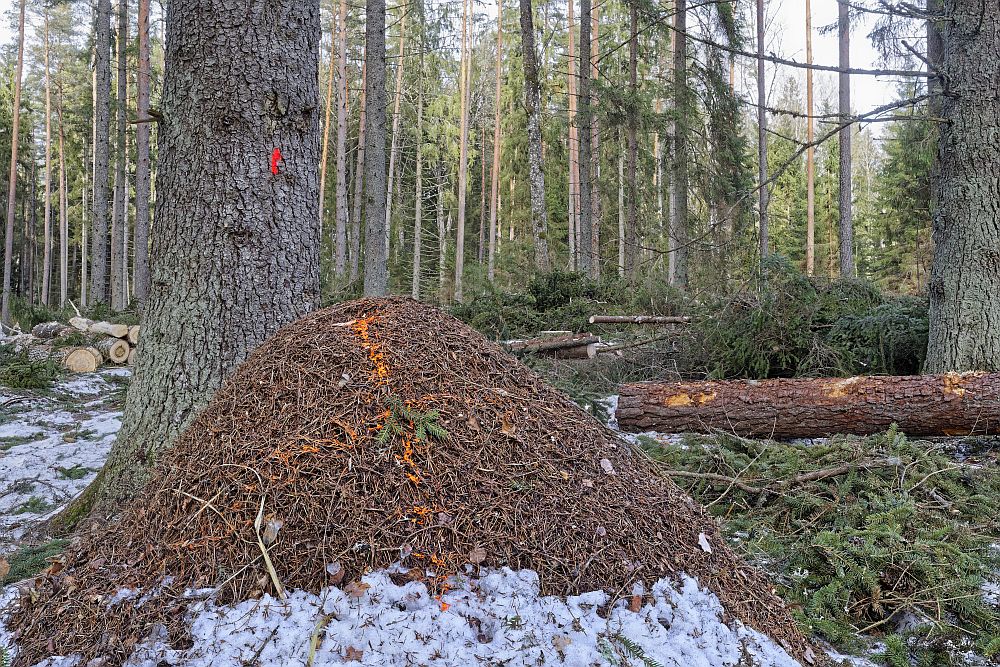 Rekord nr.82. Akste sipelgariik. Eesti suurim laanekuklase asurkond, rohkem, kui kahe tuhande pesaga. 