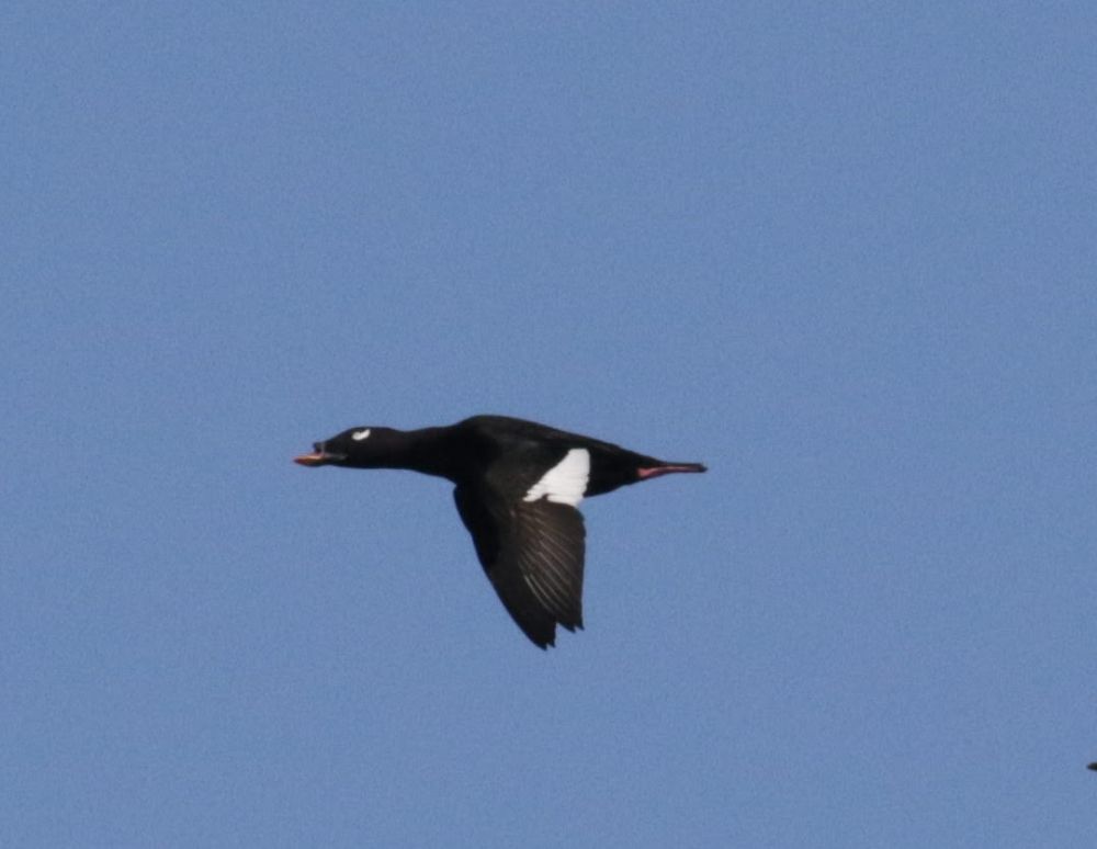 Siberi tõmmuvaeras. Põõsaspea neem, 14.09.2019