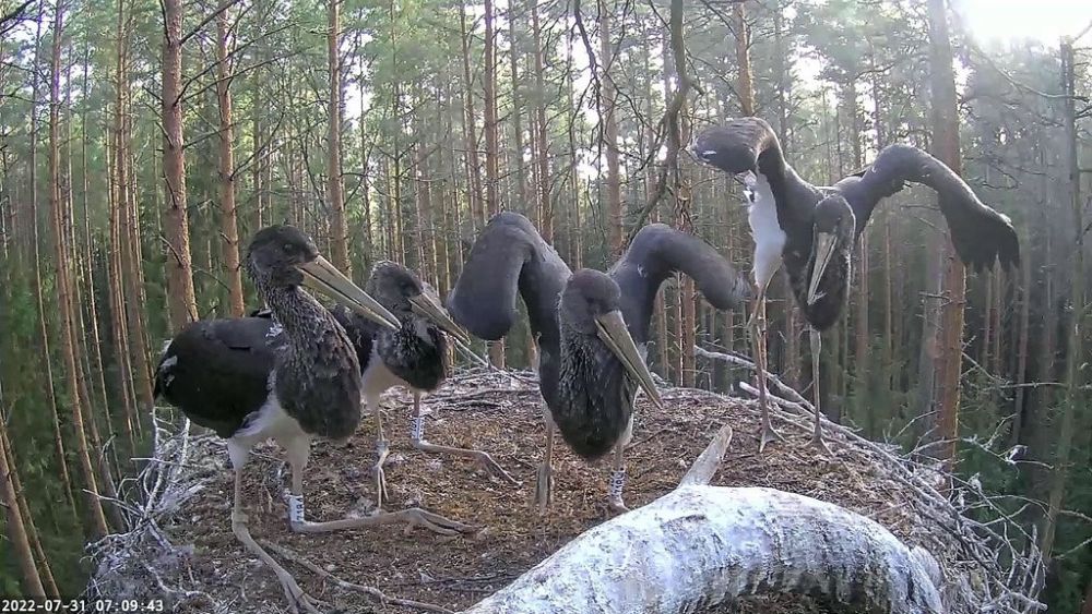 Kurepojad on märganud isaslindu ja annavad kerjamisega märku, kui näljased nad on.