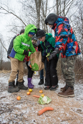 The children of the Ridala elementary School 4th grade put out some vegetables for a change for the deer at the trail camera. Posted by the Animal of the Year Team, 12.03.2017