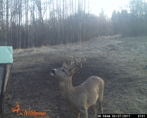 The antlers of the buck are growing