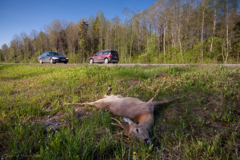 Posted by the Animal of the Year team 04.03.2017 Among the large game animals the roe deer is the most frequent victim in traffic in Estonia. Car drivers should be particularly attentive in the Tiskre area and around the Jägala river bridge where a road with dense traffic and a traditional roe deer path coincide. Photo: Tarmo Mikussaar 