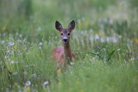 Roe deer.