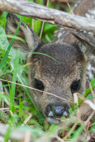 Roe deer fawn.