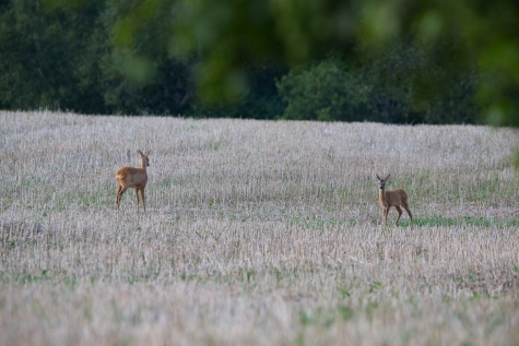 Roe deer