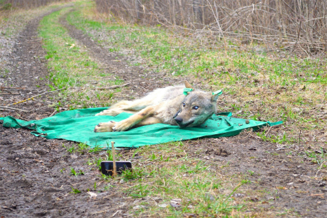 About wolf V049 in the Minnesota Voyageur National Park