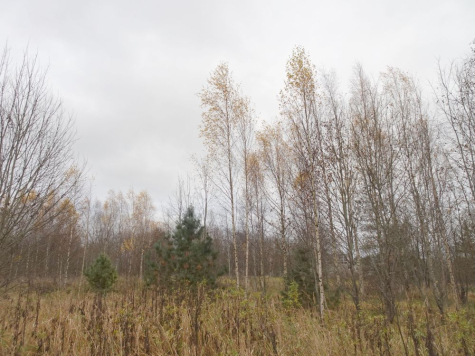 Enamik lehtpuid on raagus