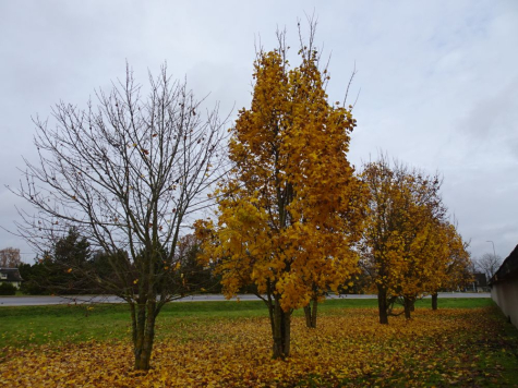 Üksikud vahtrad olid esmaspäeval veel lehes, kolmapäeval puhkus tuul need lehed puult maha