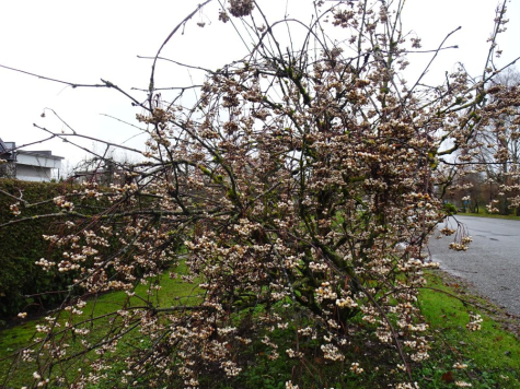 Koehne pihlaka viljad on valged ja linnud on need söömata jätnud