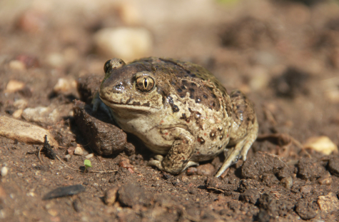 Mudakonn. Foto: Margit Turb
