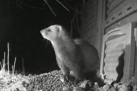 Tuhkur kompostri juures