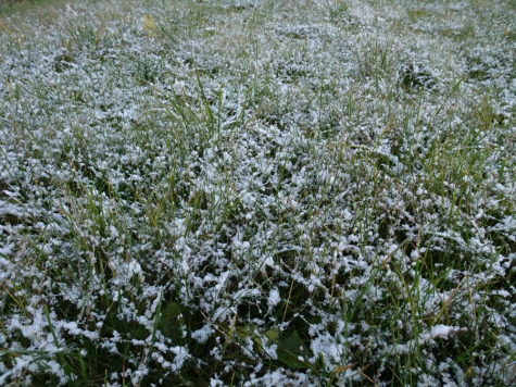 Reedene lumekirme murul