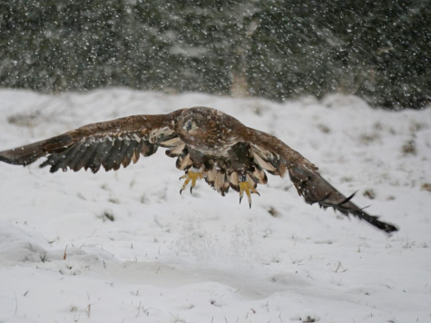 Merikotkas - white-tailed eagle