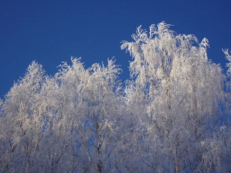 Härmas kased neljapäeval
