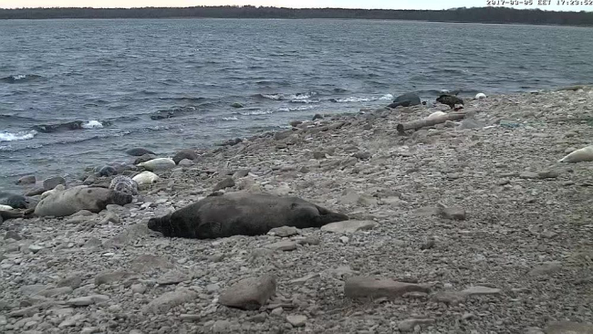 Hülgepull oma „haaremit“ valvamas
