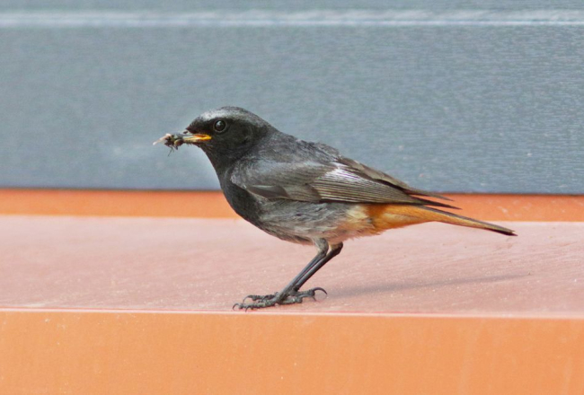 Must-lepalind