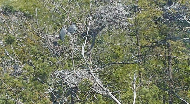 haigrukaamera